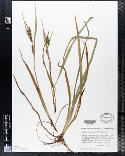 Carex scabrata