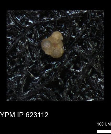 undet. Foraminiferida