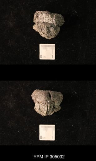 Pharkidonotus percarinatus