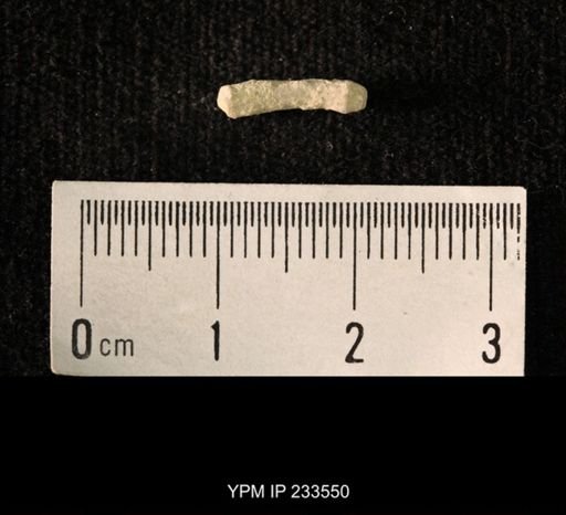Archaeocidaris sp.