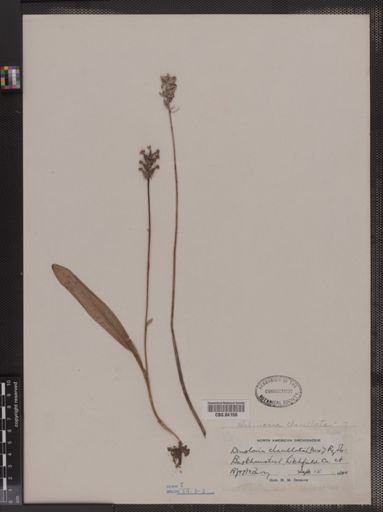 Habenaria clavellata