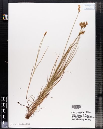Carex scoparia