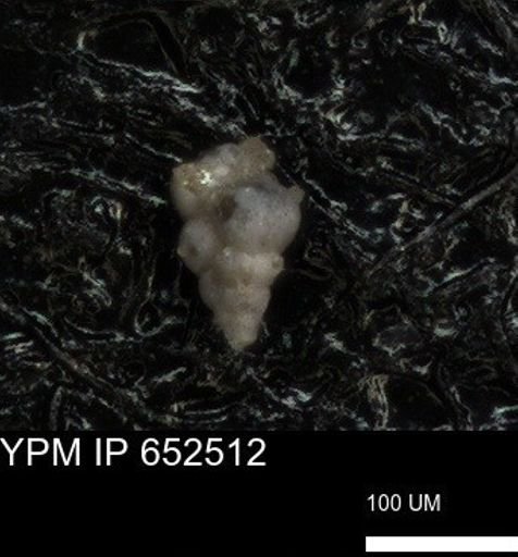 undet. Foraminiferida