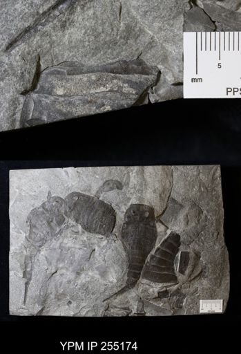 Eurypterus lacustris