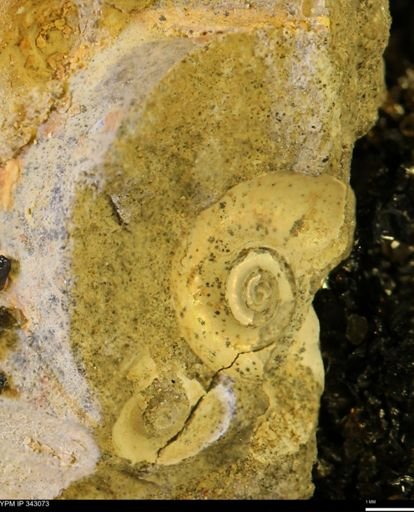 undet. Scaphitidae