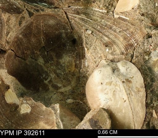 Protocardia subquadrata