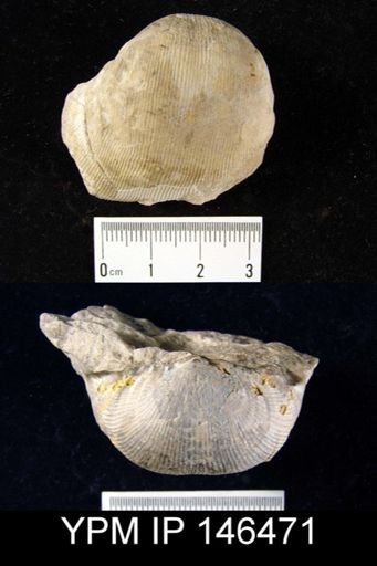 Linoproductus sp.