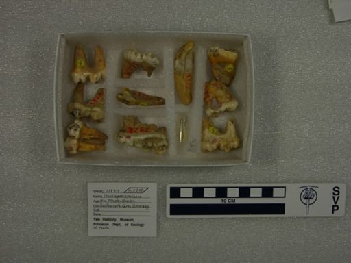 Ursus spelaeus