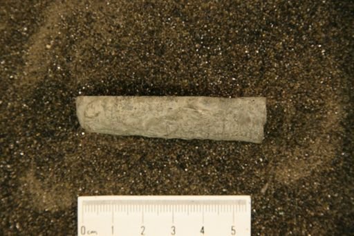 Polygrammoceras ellisense