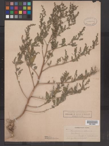 Chenopodium album