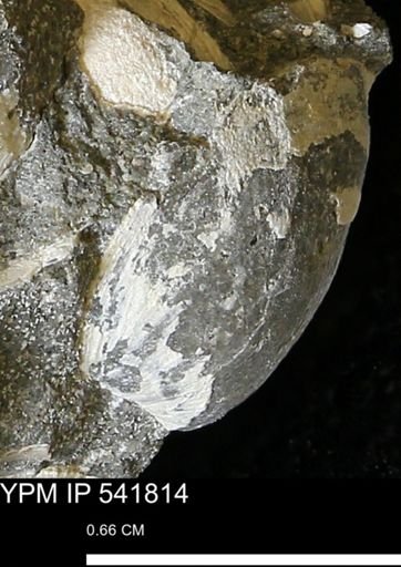 Limopsis striatopunctatus