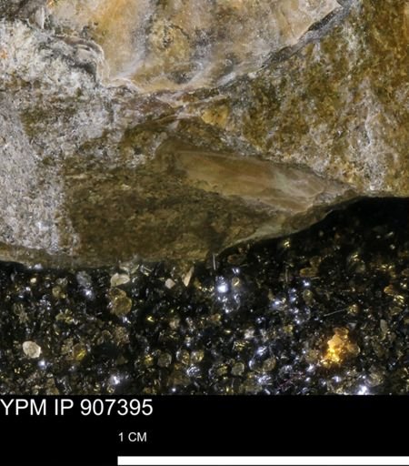 undet. Ammonoidea