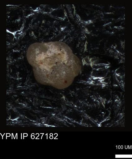 undet. Foraminiferida