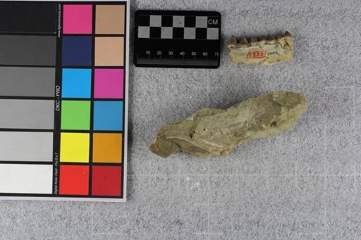 Protoceras