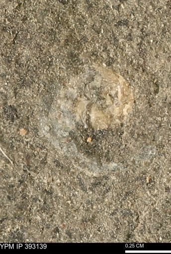 Scaphites sp.