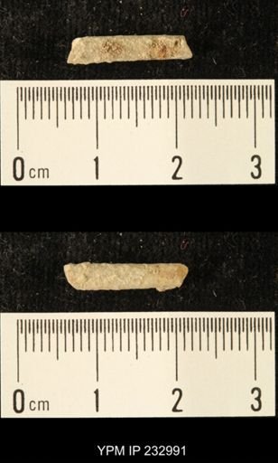 Archaeocidaris sp.