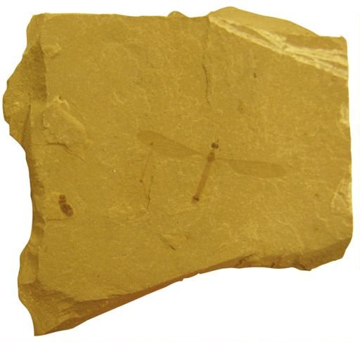 undet. Tipulidae