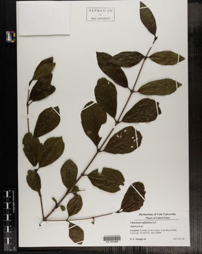 Plantae