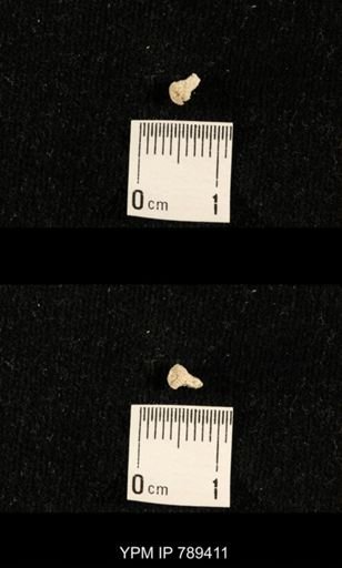 undet. Bryozoa