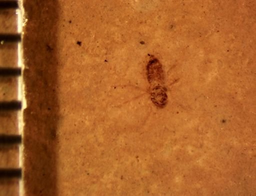 undet. Diptera