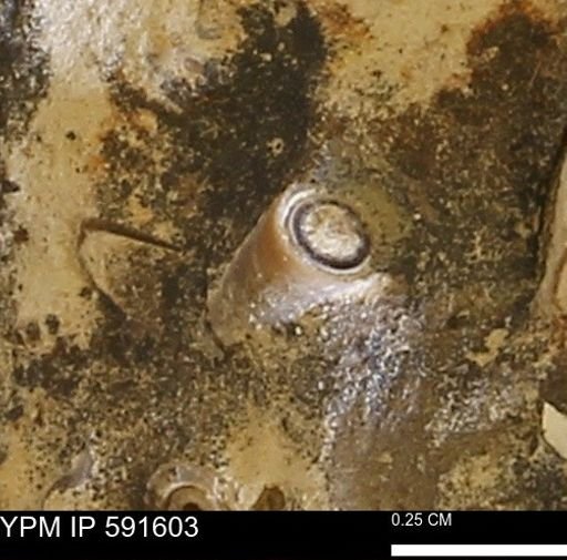 Serpulidae