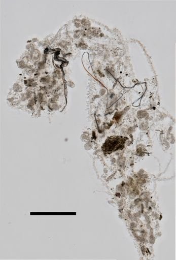 Gymnopraia lapislazula