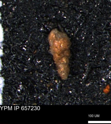 Verneuilinoides kansasensis