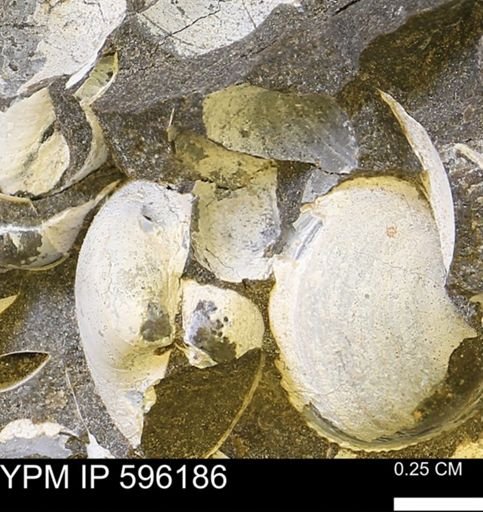 Limopsis striatopunctatus