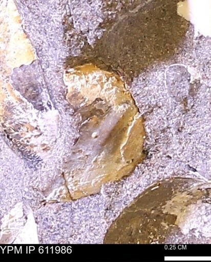 undet. Bivalvia