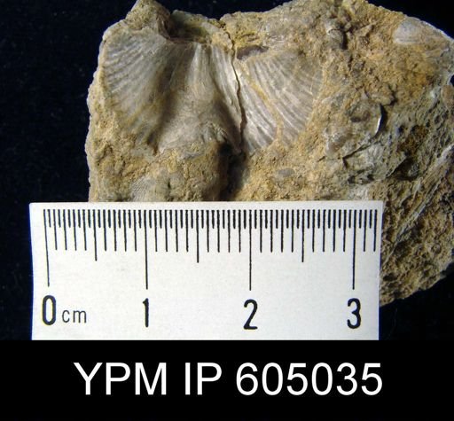 Platystrophia foerstei