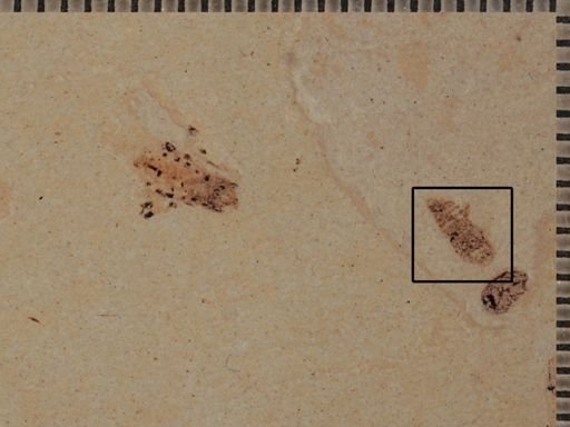 undet. Insecta