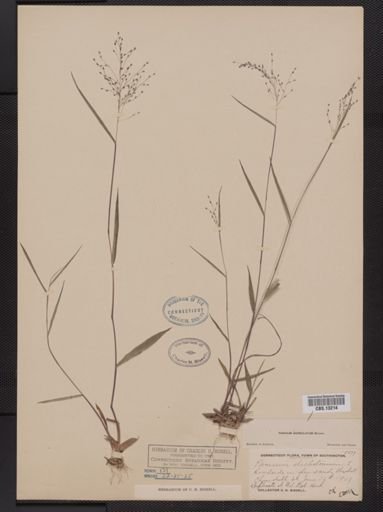 Panicum dichotomum