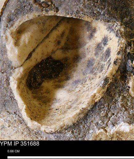 undet. Bivalvia