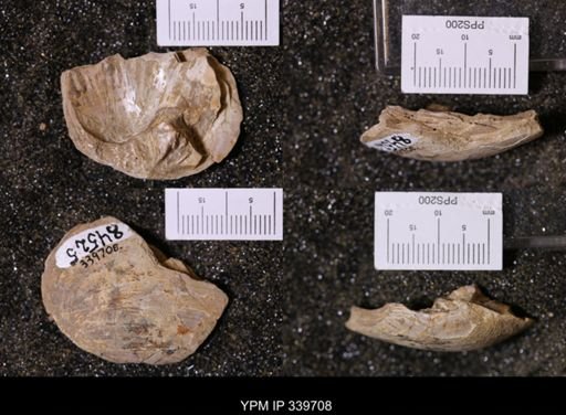 Unio sp.