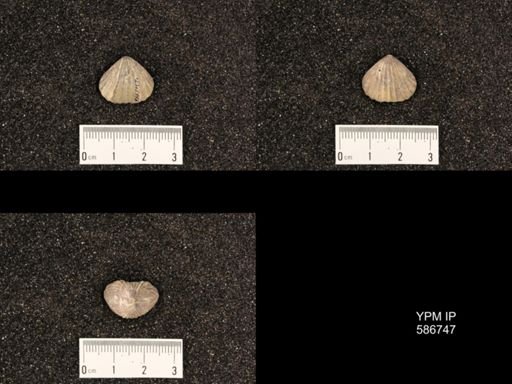 Rhynchotrema capax
