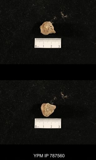 undet. Brachiopoda