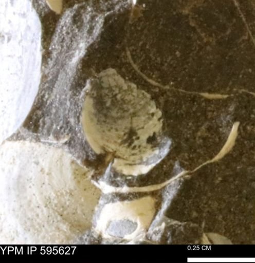 Protocardia sp.