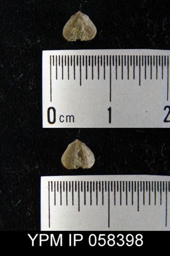 Bilobites varicus