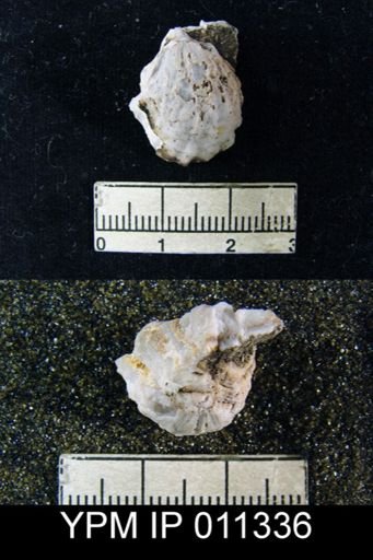 Meekella skenoides