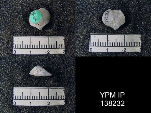 Athyris sp.