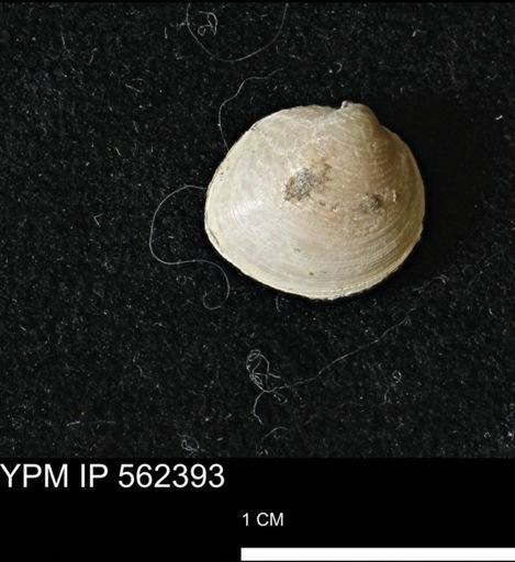 Limopsis striatopunctatus