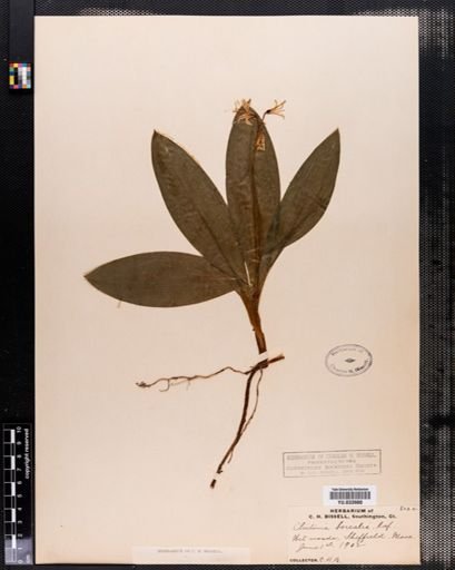 Clintonia borealis