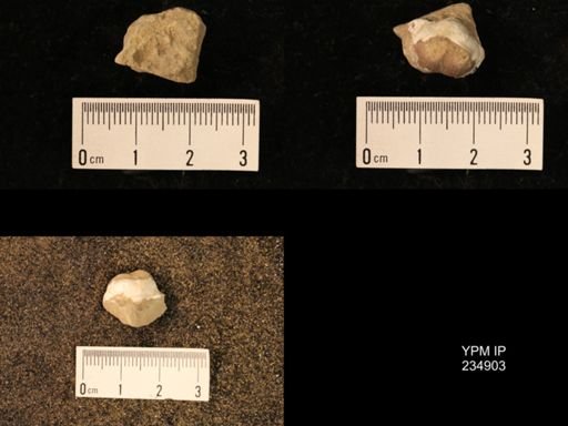 Marginifera fragilis