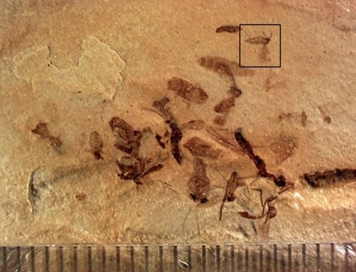 undet. Diptera