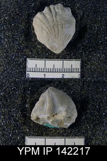 Kiangsiella pectiniformis