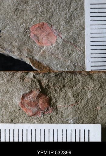 undet. Cornuta