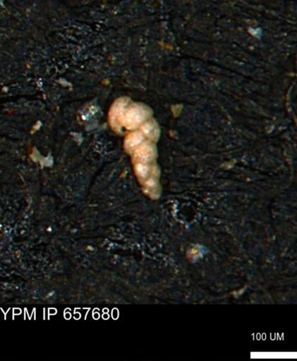 Verneuilinoides kansasensis