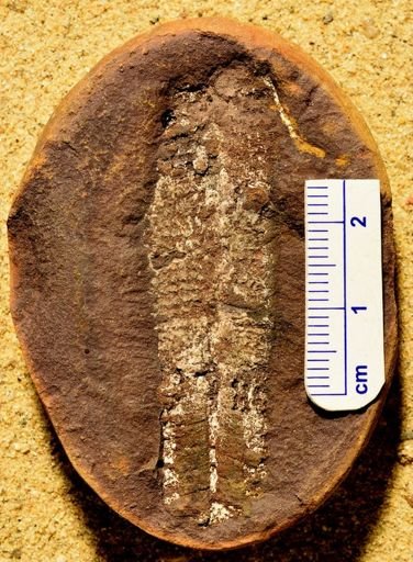 Pecopteris