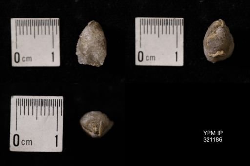 Dielasma turgida