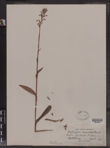 Blephariglottis lacera